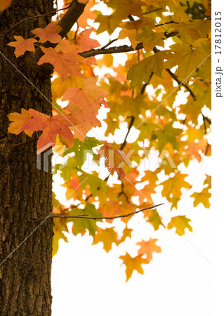 紅葉０３ 17812015