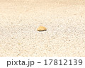 石1 17812139