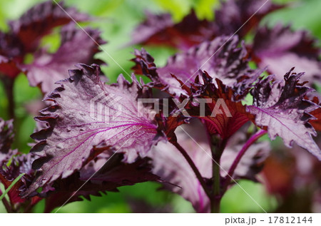 シソの葉 シソの葉 17812144