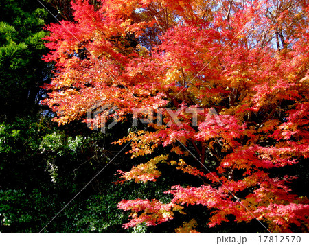 紅葉 紅葉 17812570