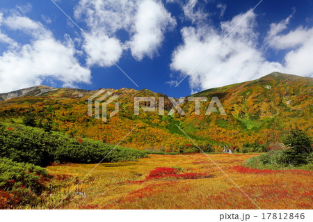 紅葉の栂池自然園より北アルプス白馬乗鞍岳、小蓮華山を望む 紅葉の栂池自然園より北アルプス白馬乗鞍岳、小蓮華山を望む 17812846