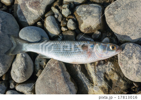 ボラ（魚） 17813016