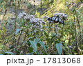 アサギマダラ 17813068