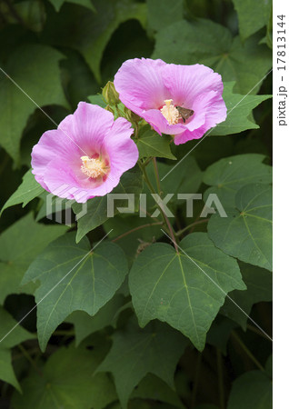 芙蓉の花 芙蓉の花 17813144