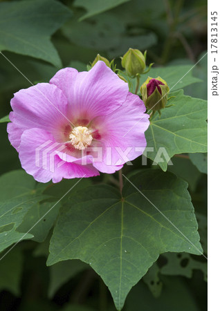 芙蓉の花 17813145