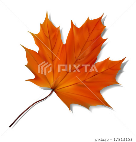 Orange Maple Leaf のイラスト素材