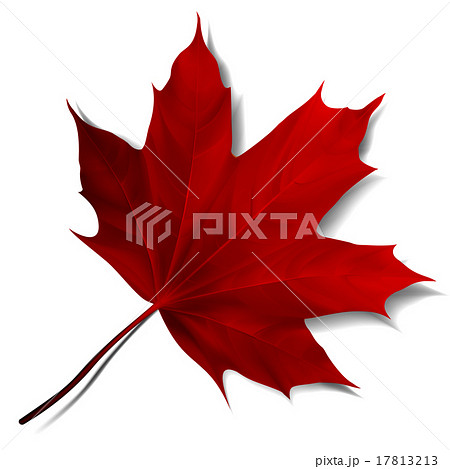 Realistic red maple leaf  17813213