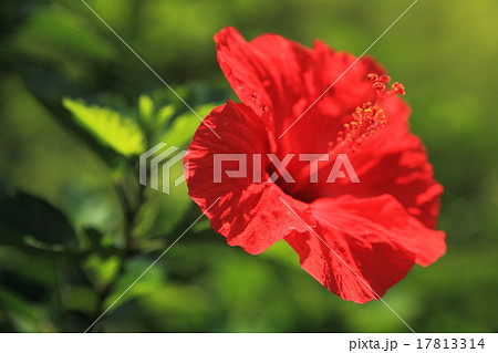夏の花ハイビスカス 17813314