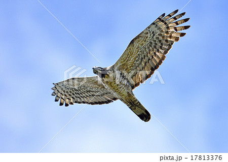 ハチクマ成鳥 17813376