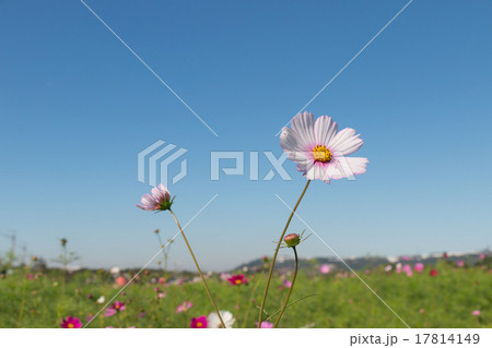 青い空 晴れた空 晴れ空 17814149