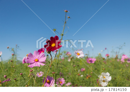 青い空 晴れた空 晴れ空 17814150