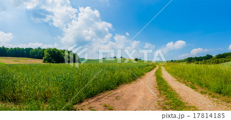 sunny green field panorama sunny green field panorama 17814185
