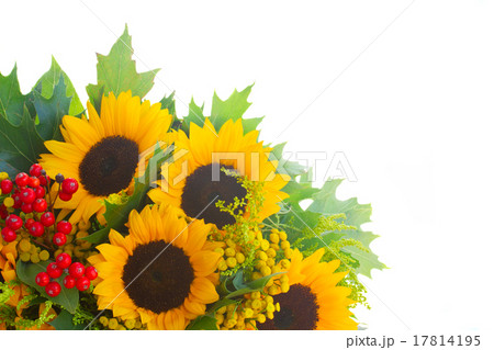 Sunflowers with green leaves  17814195