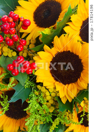 Sunflowers with green leaves  17814196