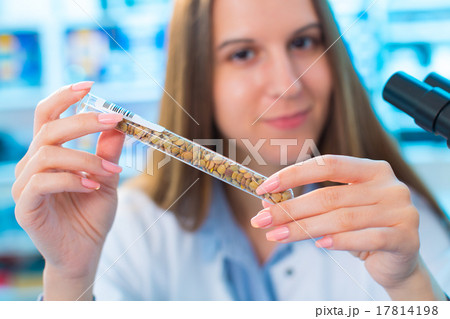 Different varieties of lentils in a laboratory breeding and gene Different varieties of lentils in a laboratory breeding and gene 17814198