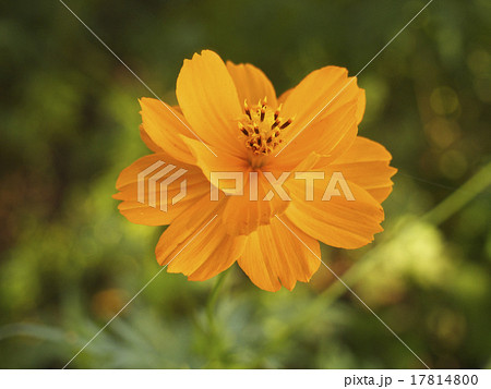 キバナコスモス 17814800