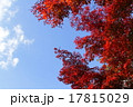 紅葉 17815029