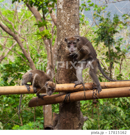 Mankey on the tree Mankey on the tree 17815162
