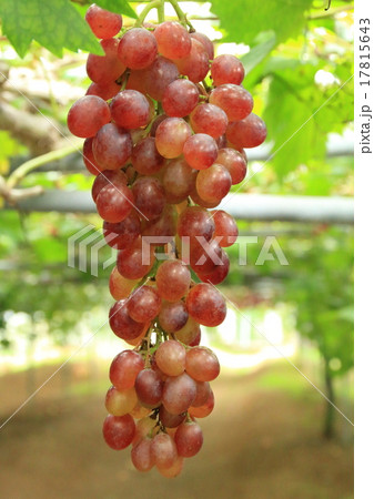 ブドウ(紅三尺) 17815643