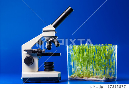 Research green plants in laboratory 17815877