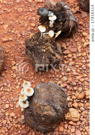 white mushrooms grow from Asian elephant dung  17816314