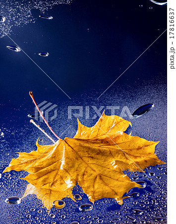 Autumn leaf floating on water with rain. 17816637