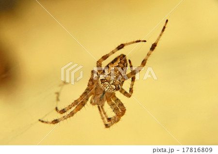 Araneus diadematus spider taken closeup. Araneus diadematus spider taken closeup. 17816809