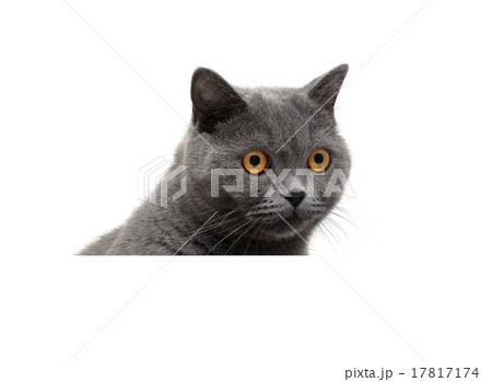 gray cat on a white background 17817174