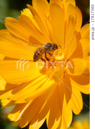 Bee on yellow flower 17817360