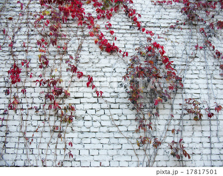 grape Virginia (Parthenocissus quinquefolia)  17817501