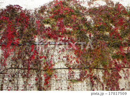 grape Virginia (Parthenocissus quinquefolia)  17817509