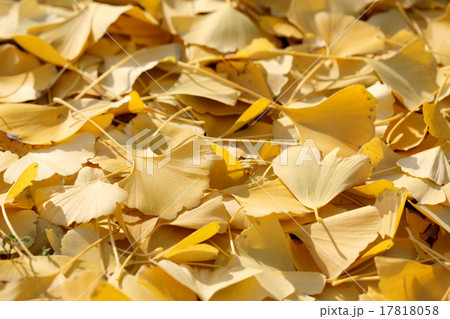 Autumn leafs of ginkgo Autumn leafs of ginkgo 17818058