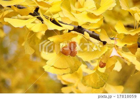 Autumn leafs of ginkgo Autumn leafs of ginkgo 17818059