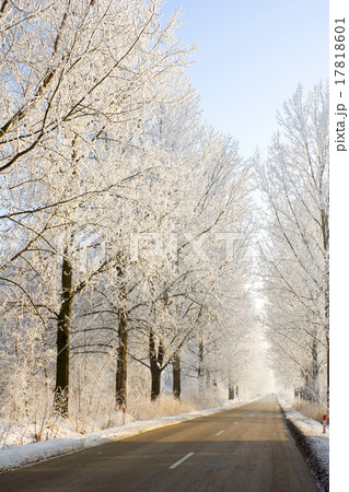 Winter frost in the wild forest. Winter frost in the wild forest. 17818601