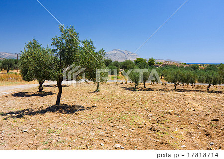 An old olive grove in Rhodes, Greece 17818714