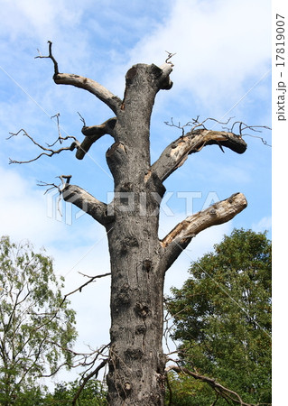 Dead tree Dead tree 17819007
