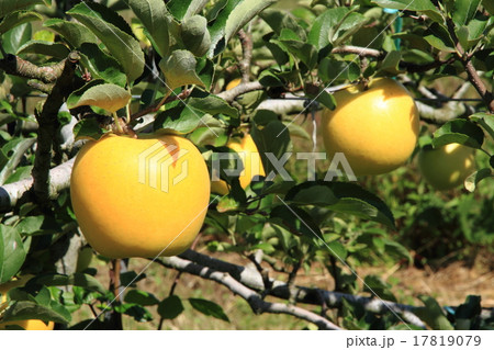 リンゴ(シナノゴールド) リンゴ(シナノゴールド) 17819079