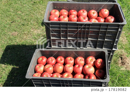 収穫された林檎 17819082