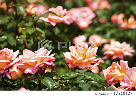 バラ園(フレグラント クラウド) バラ園(フレグラント クラウド) 17819127
