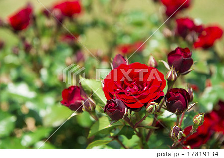 バラ園(ラバグルート) バラ園(ラバグルート) 17819134