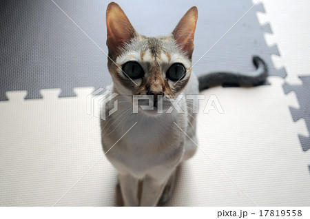 シンガプーラ シンガプーラ 17819558