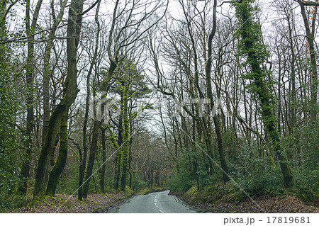A road in forest near Guildford, UK A road in forest near Guildford, UK 17819681