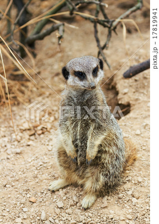 meerkats mongoose observing 17819941