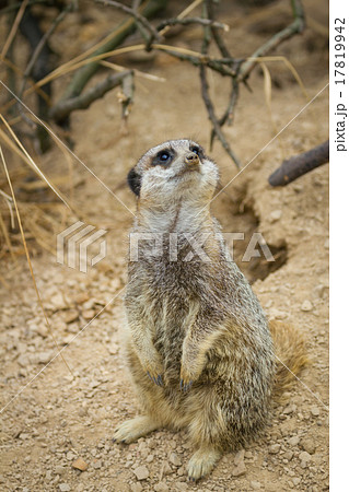 meerkats mongoose observing 17819942