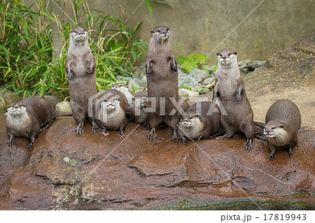 Lovely playful otters in symmetrical stand 17819943