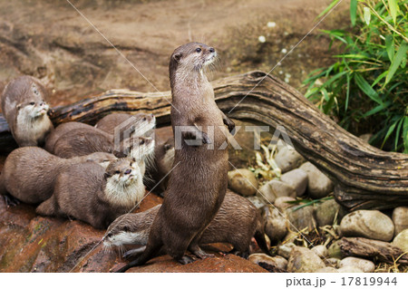 Lovely playful otters 17819944