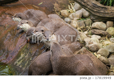 Lovely playful otters 17819949