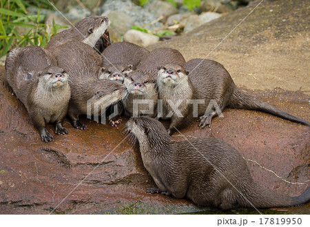 Lovely playful otters 17819950