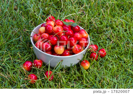 fresh sweet cherry fruits 17820007