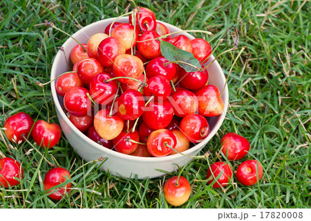 Sweet cherry 17820008